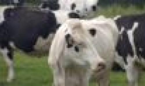 La mobilisation des producteurs de lait ne faiblit pas